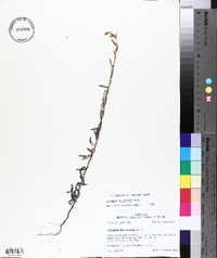 Eriogonum multiflorum image