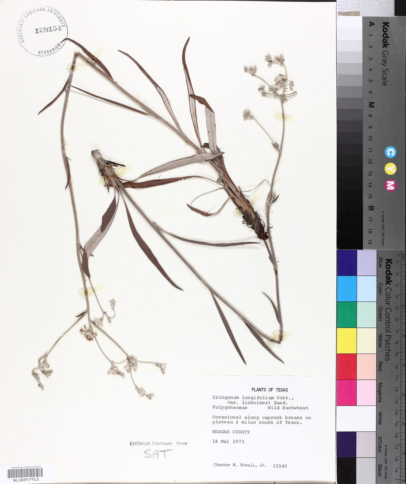 Eriogonum longifolium var. lindheimeri image