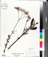 Eriogonum multiflorum image