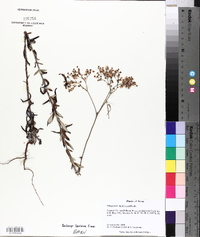 Eriogonum multiflorum image