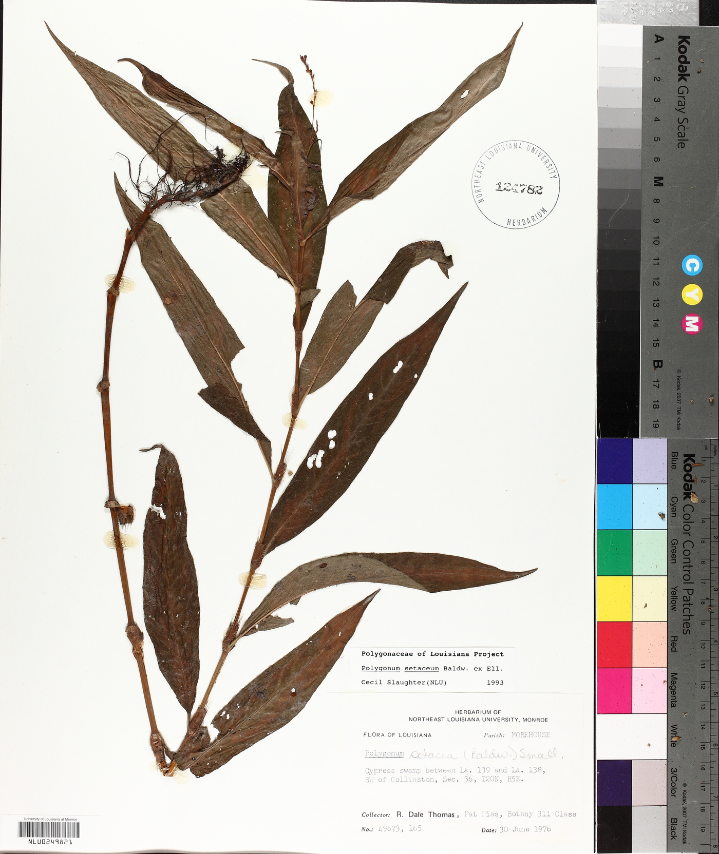 Polygonum setaceum image