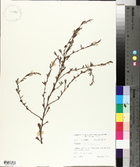 Polygonum ramosissimum image