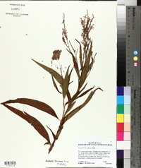 Polygonum densiflorum image