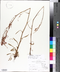 Rumex hastatulus image