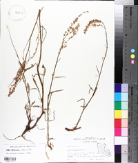 Rumex hastatulus image