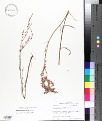 Rumex hastatulus image