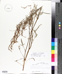 Rumex hastatulus image