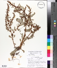 Rumex paraguayensis image