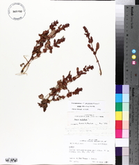 Rumex obovatus image