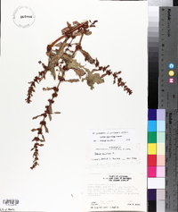 Rumex obovatus image