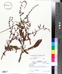 Rumex pulcher image