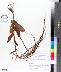 Rumex pulcher image