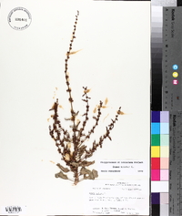 Rumex pulcher image