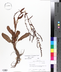 Rumex pulcher image