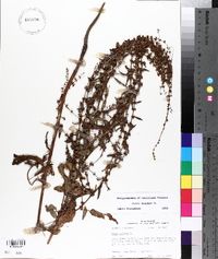 Rumex pulcher image