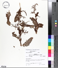 Rumex pulcher image