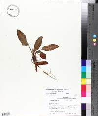 Rumex pulcher image