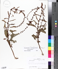 Rumex pulcher image
