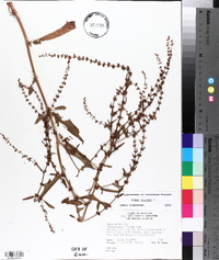 Rumex pulcher image