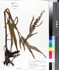 Rumex verticillatus image