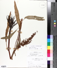 Rumex verticillatus image