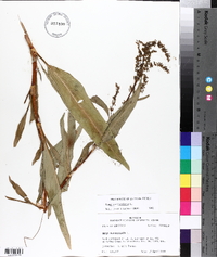 Rumex verticillatus image