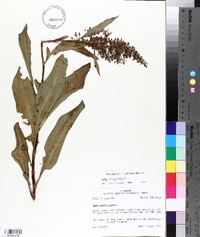 Rumex verticillatus image