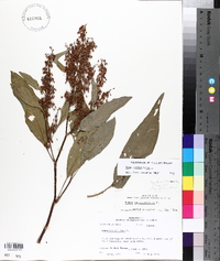 Rumex verticillatus image