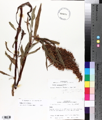 Rumex verticillatus image