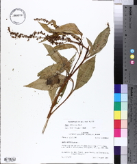 Rumex altissimus image