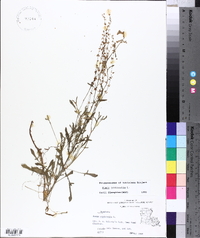 Rumex acetosella subsp. pyrenaicus image