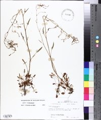 Rumex acetosella subsp. pyrenaicus image