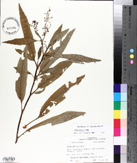 Rumex verticillatus image