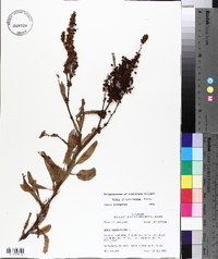 Rumex chrysocarpus image