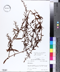 Rumex conglomeratus image