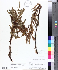 Rumex chrysocarpus image