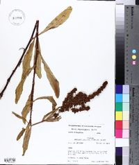 Rumex chrysocarpus image