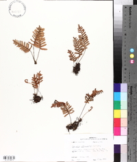 Pleopeltis polypodioides subsp. polypodioides image