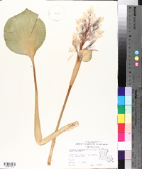 Eichhornia crassipes image