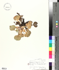 Eichhornia crassipes image