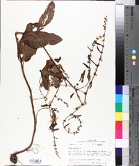 Rumex pulcher image