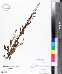 Rumex pulcher image