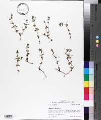 Lysimachia arvensis image