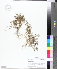 Portulaca pilosa image