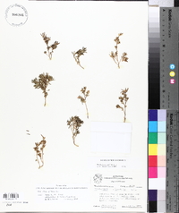 Portulaca pilosa image