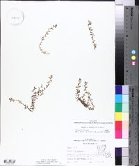 Lysimachia minima image