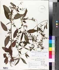 Lysimachia radicans image