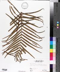 Pteris vittata image