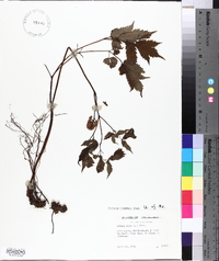 Actaea alba image