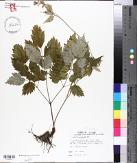 Actaea pachypoda image